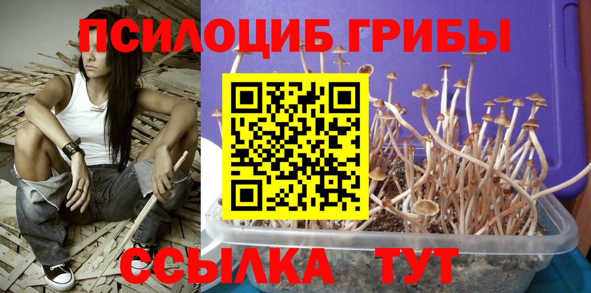 Псилоцибиновые грибы Psilocybine cubensis  Вход с VPN  Псилоцибиновые грибы Psilocybine cubensis  Жигулёвск 